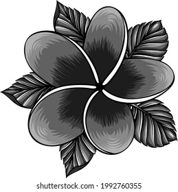 ilustración vectorial de la flor frangipani aislada en blanco