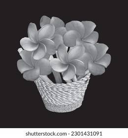 Vector illustration of frangipani flower in a wicker basket of natural material