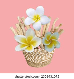 Ilustración vectorial de la flor frangipani en una cesta de mimbre de material natural