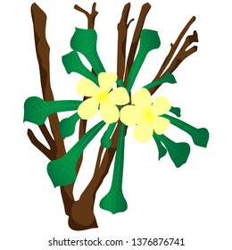 Vector illustration of Frangipani flowers background. background of flower