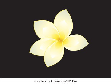 Vector illustration of frangipani on dark background