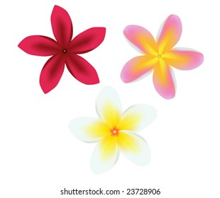 Vector illustration of a frangipani plumeria flower set