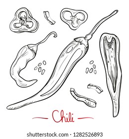 Vector illustration freehand chili pepper paprika in black doodle sketch style