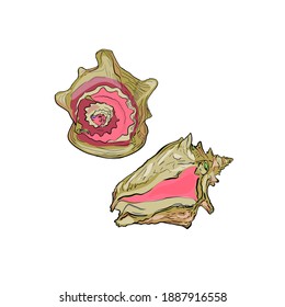 Vector Illustration of a freehand seashell line isolated on a white background. Marine illustration for printing on the menu, icon, logo, template for the designer