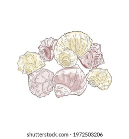 Vector Illustration of a freehand seashell line isolated on a white background. Marine illustration for printing on the menu, icon, logo, template for the designer