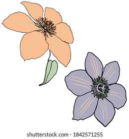 Vektorgrafik eines frischen Blumenmusters aus Clemios einzeln auf weißem Hintergrund. Für den Druck eines Logos, Symbole, Shop, Kleidung, Blinddruck für Designer