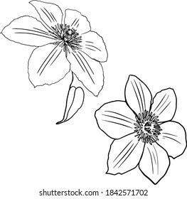 Vector illustration of a freehand set of clematis flowers isolated on a white background. For printing a logo, icons, shop, clothing, blank for designers