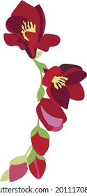 Vector illustration of a freesia branch on a white background. Flowers in red-pink shades. 