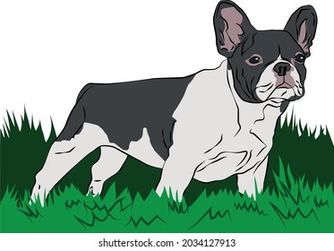 Vector- Illustration of French Bulldog