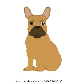 Vector illustration of a French Bulldog breed dog.