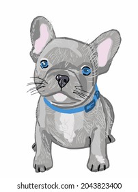 Vector Illustration of French Bulldog.  grey bulldog. Beautiful little dog with blue eyes runs and plays. French Bulldog with blue collar set and see