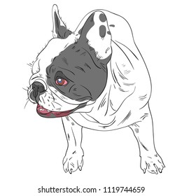 Vector illustration of french bulldog. Isolated on white background. Sketch. Black outline and color.
