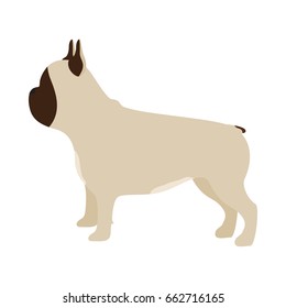 Vector illustration of french bulldog. Isolated on white background.