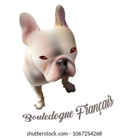 Vector Illustration of French Bulldog. Realistic Drawing of a Dog on White Background with Text. Popular Breed of Dogs