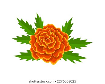 Vector illustration, french marigold flower, with green leaves, isolated on white background.