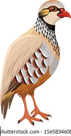 Vector illustration of a French (or Red-Legged) Partridge.