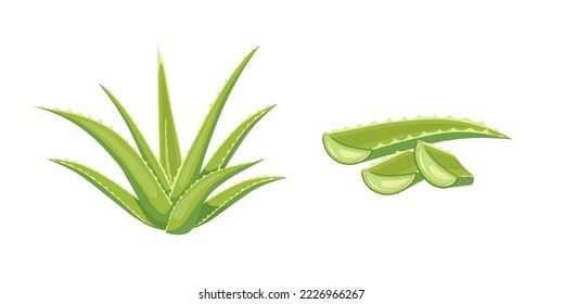 Vector illustration, fresh aloe vera with sliced, isolated on white background, for health and beauty product label.