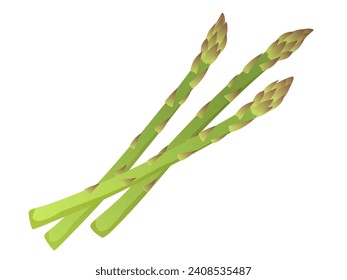 Vector illustration of fresh asparagus