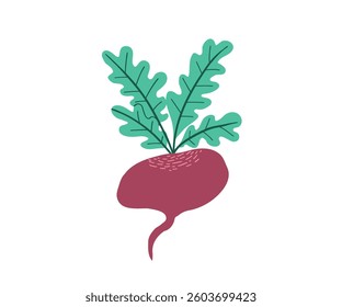 Vector illustration of a fresh beetroot with green leaves. Perfect for farm, organic food, and agriculture-related designs