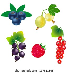 Vector illustration of fresh berries
