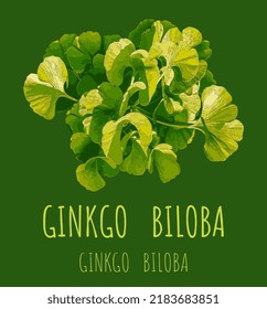 Vector illustration of fresh bright green ginkgo biloba leaves. Branch of a ginkgo tree.
