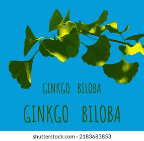 Vector illustration of fresh bright green ginkgo biloba leaves. Branch of a ginkgo tree.
