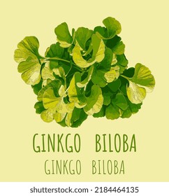 Vector illustration of fresh bright green ginkgo biloba leaves. Branch of a ginkgo tree.
