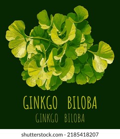 Vector illustration of fresh bright green ginkgo biloba leaves. Branch of a ginkgo tree.
