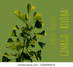 Vector illustration of fresh bright green ginkgo biloba leaves. Branch of a ginkgo tree.

