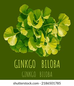 Vector illustration of fresh bright green ginkgo biloba leaves. Branch of a ginkgo tree.
