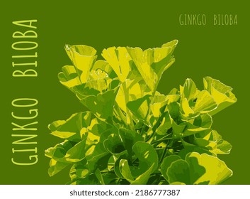Vector illustration of fresh bright green ginkgo biloba leaves. Branch of a ginkgo tree.
