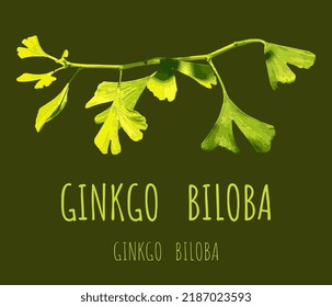 Vector illustration of fresh bright green ginkgo biloba leaves. Branch of a ginkgo tree.
