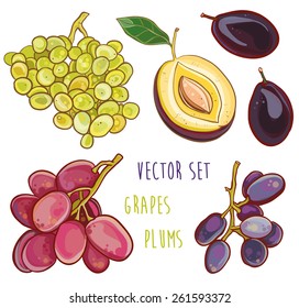 Vector illustration of fresh bright plums and grapes. Vector set with fruits. eps 10