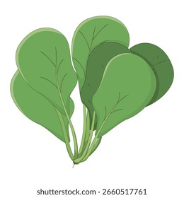Vector illustration of a fresh bunch of spinach leaves.