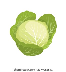 Ilustración vectorial, col fresca aislada en fondo blanco, elemento de diseño vegetal saludable, para una plantilla o imagen de receta.