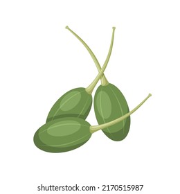 Vector Illustration, Fresh Caper Berry, Scientific Name Capparis Spinosa, Isolated On White Background.