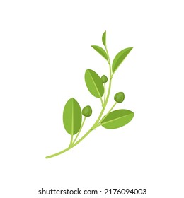 Vector illustration, fresh caper bud with leaves, scientific name Capparis spinosa, flat design, isolated on white background.