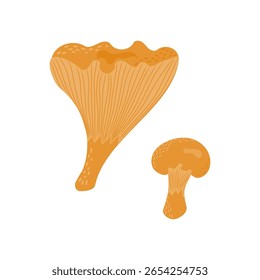 ilustração vetorial de cogumelos chanterelle frescos, cogumelo vegetal maduro para consumo, gourmet vegetariano