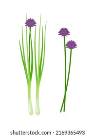 Vector illustration, fresh chives with flowers, scientific name Allium schoenoprasum, isolated on white background. svg