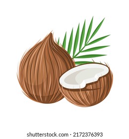 Vector illustration, Fresh coconut and leaves, Whole and half coconut, isolated on white background, delicious vitamin nutrition.