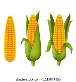 vector illustration of Fresh corn