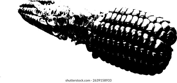Vector illustration of fresh corn with green husk, isolated on white background. Ideal for agriculture, organic food, or farming themes.