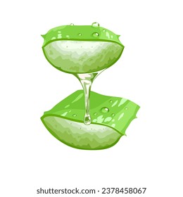 vector illustration, fresh cut aloe vera, isolated on white background.