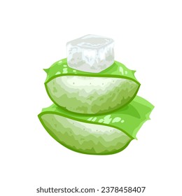 vector illustration, fresh cut aloe vera, isolated on white background.