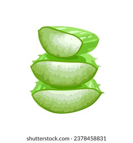 vector illustration, fresh cut aloe vera, isolated on white background.