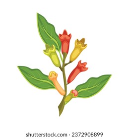 Vector illustration fresh and dried clove in flat style design with green leaves. Cartoon spices Syzygium aromaticum for herb and ingredients. Healthy agriculture product for icon or label.