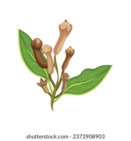 Vector illustration fresh and dried clove in flat style design with green leaves. Cartoon spices Syzygium aromaticum for herb and ingredients. Healthy agriculture product for icon or label.