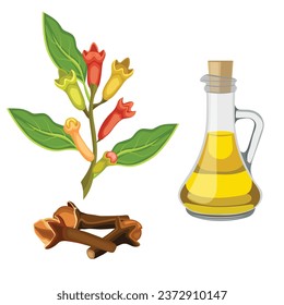 Vector illustration fresh and dried clove with essential oil extract in glass jar. Syzygium aromaticum for herb and cooking ingredients. Healthy nature agricultre product. Icon or label.