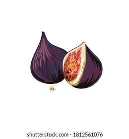 Vector illustration of fresh figs. Excellent for the design of postcards, posters, stickers and so on.
