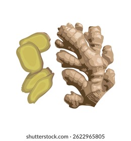 Vector illustration of fresh ginger rhizome with slices, isolated on white background